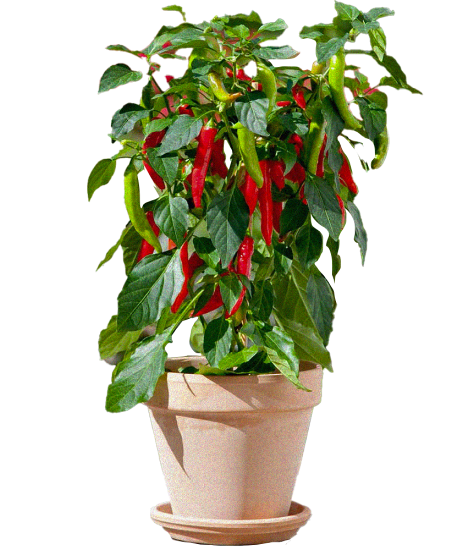 Chilli Pepper Bush