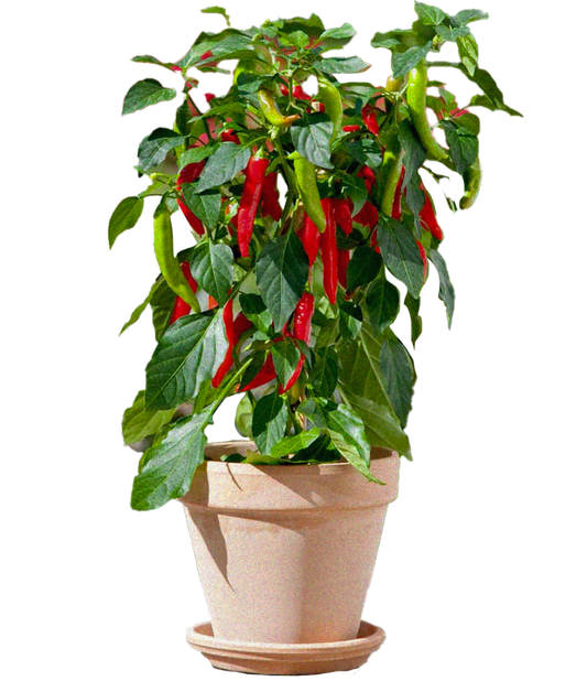 Chilli Pepper Bush